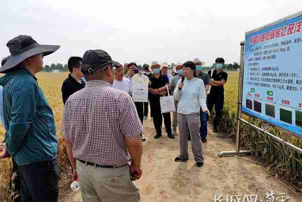 546+457 河北省农林科学院做强种子“芯片”助推产业振兴
