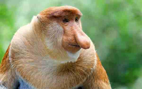 物种百科：长鼻猴