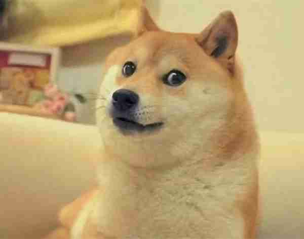 一只凭借表情走红的狗子，20亿网友用它的表情包