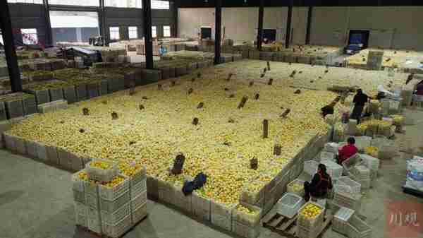 新春走基层丨高县白庙村：村里建起大型柠檬加工厂 村民吃起了“职业饭”