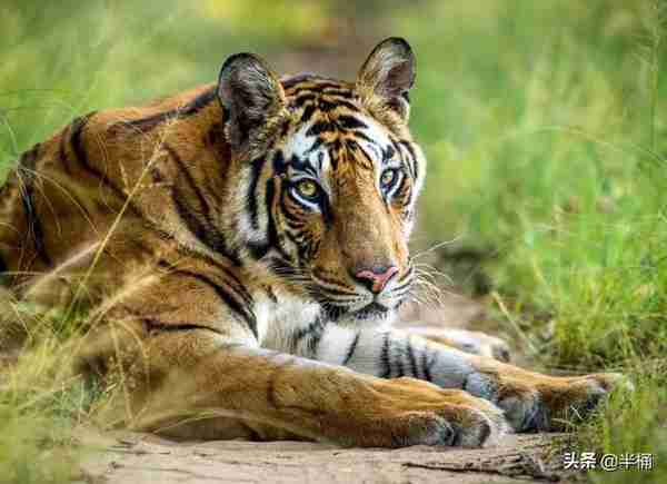 老虎的命门在哪里？野外遇到老虎如何自保？爬树或者跳水有用吗？