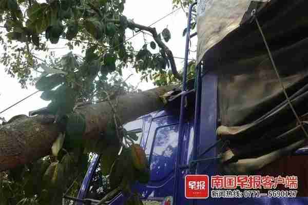 货车撞上“风水树”，村民要求赔偿8.8万元