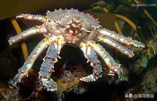 “生态杀手”帝王蟹，入侵南极泛滥成灾，为何价格仍如此昂贵