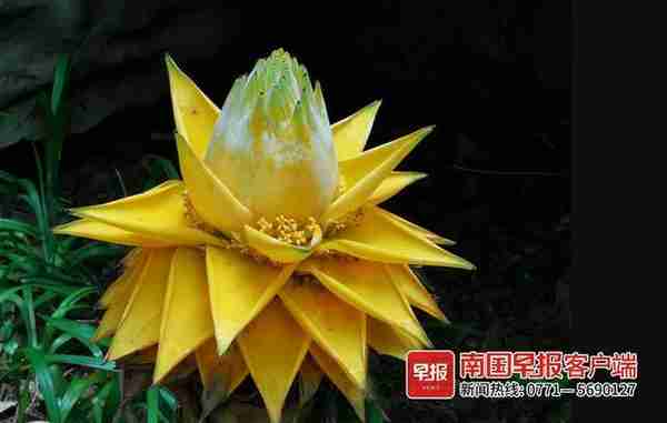 惊艳绽放！桂林一公园长出金灿灿的“莲花”，引来市民好奇围观