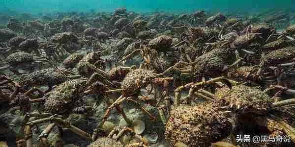 “生态杀手”帝王蟹，入侵南极泛滥成灾，为何价格仍如此昂贵