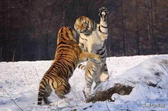老虎的命门在哪里？野外遇到老虎如何自保？爬树或者跳水有用吗？